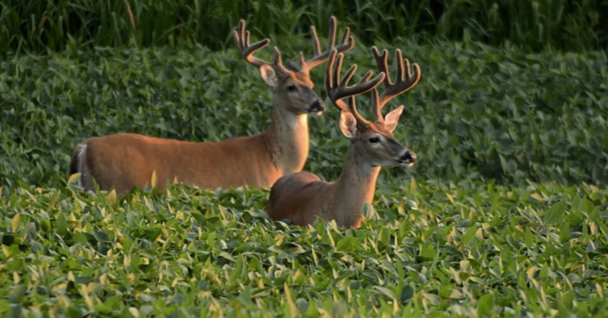 Featured Image for Average Price of Kentucky Hunting Land